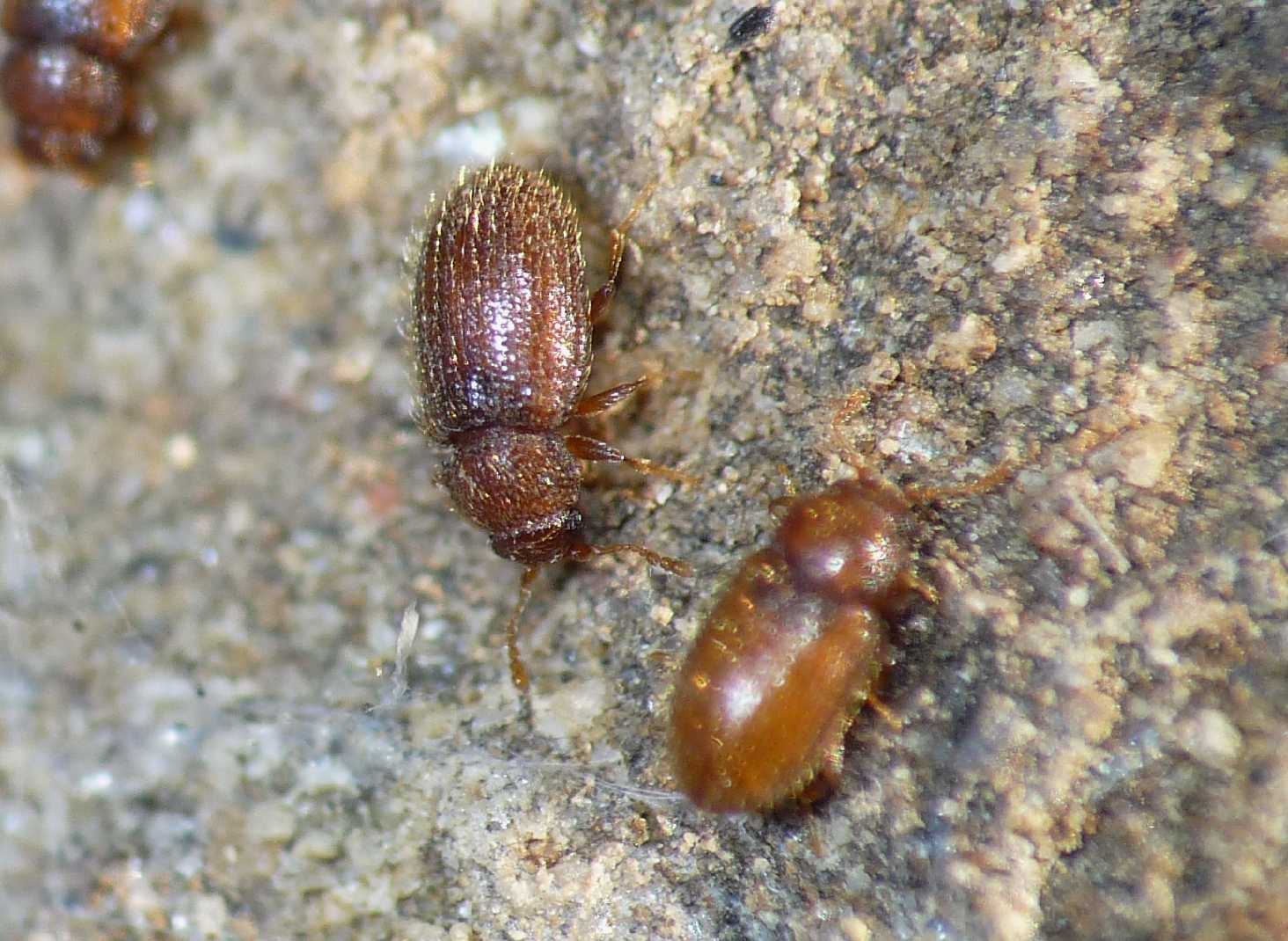 Coleotterini pelosi: Lathridiidae (o Cryptophagidae?))